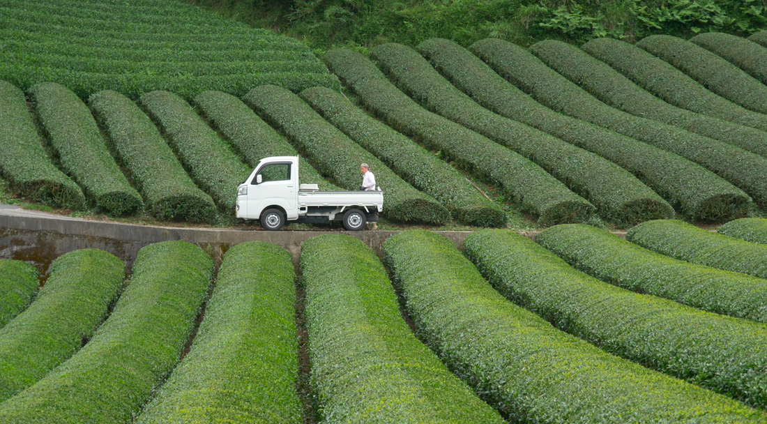 matcha shortage